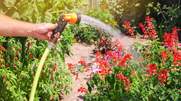 Seorang tukang kebun dengan selang air dan penyemprot air bunga-bunga di taman pada hari yang cerah musim panas. Selang penyiram untuk irigasi tanaman. Berkebun dan perawatan bunga. Alam. Fokus selektif — Stok Foto