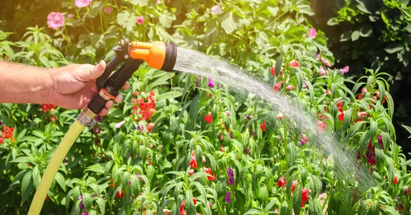 Seorang tukang kebun dengan selang air dan penyemprot air bunga-bunga di taman pada hari yang cerah musim panas. Selang penyiram untuk irigasi tanaman. Berkebun, menanam dan merawat bunga. Alam. Fokus selektif — Stok Foto