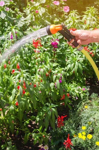 Seorang tukang kebun dengan selang air dan penyemprot air bunga-bunga di taman pada hari yang cerah musim panas. Selang penyiram untuk irigasi tanaman. Berkebun, menanam dan merawat bunga. Alam. Fokus selektif — Stok Foto