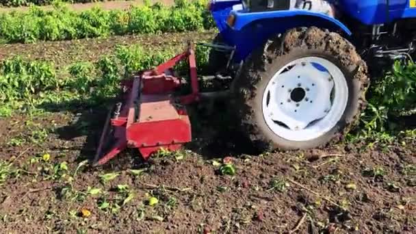 Trator Cultiva Solo Após Colheita Agricultor Lavra Fertiliza Campo Plantações — Vídeo de Stock