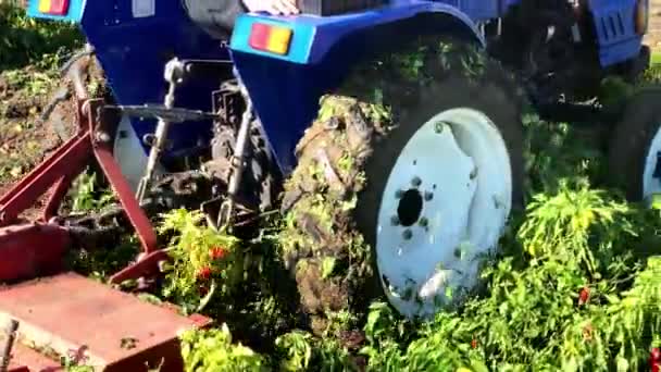 Farmer Tractor Grinds Green Peppers Tops Harvesting Milling Soil Active — Stock Video