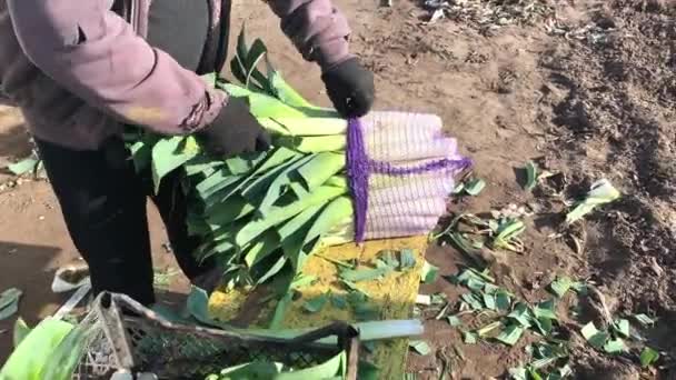Agricultor Apila Puerro Recién Cosechado Una Bolsa Malla Ramo Verduras — Vídeos de Stock