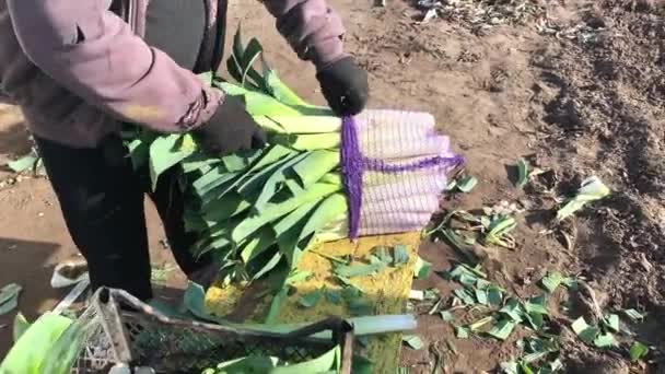 Agricultor Empilha Alho Porro Fresco Colhido Saco Malha Buquê Montado Videoclipe