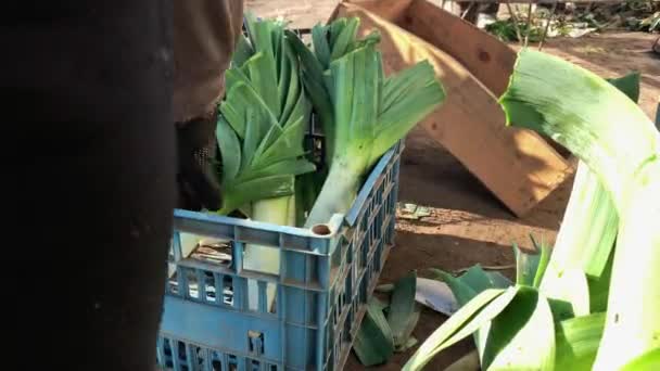 Agricultor Tira Alho Porro Recém Colhido Uma Caixa Agricultura Agricultura — Vídeo de Stock