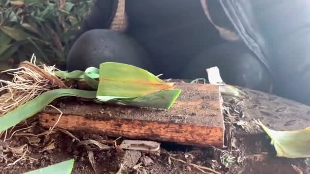 Granjero Pela Puerro Preparación Cosecha Para Transporte Venta Agricultura Agricultura — Vídeo de stock