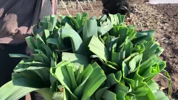 農家はネギの花束の緑の葉を切り取ります 販売のための野菜製品のプレゼンテーションを改善します 農業と農業 野菜の収穫と加工 トリムクリッピング — ストック動画