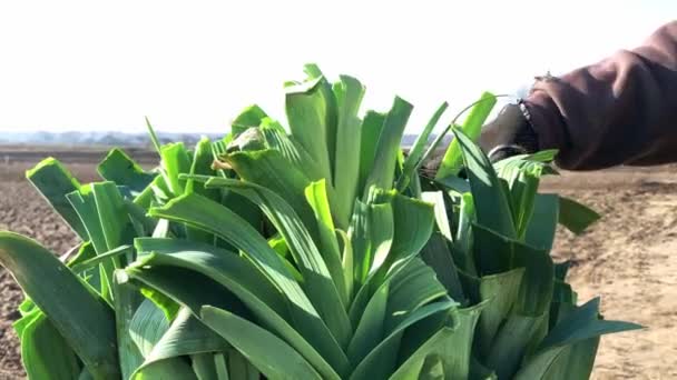 Фермер Срезает Зеленые Листья Букета Лука Порея Создание Надлежащей Презентации Лицензионные Стоковые Видео