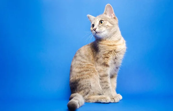 Grijze tabby kat op een blauwe achtergrond kijkt omhoog. Dierlijk portret. Huisdier. Plaats voor tekst. Kopieerruimte. — Stockfoto