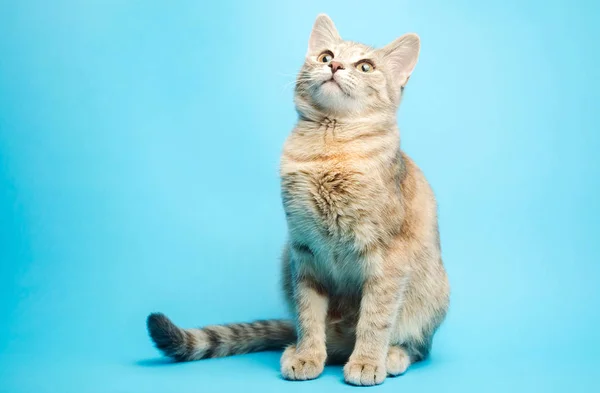 Grijze tabby kat op een blauwe achtergrond kijkt omhoog. Dierlijk portret. Huisdier. Plaats voor tekst. Kopieerruimte. — Stockfoto