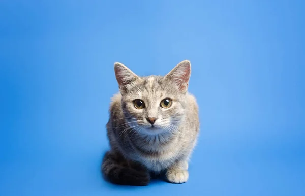 Schattig Tabby Kat Nieuwsgierig Naar Camera Een Blauwe Achtergrond Prachtig — Stockfoto