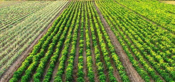 晴れた日に農場での若いコショウの行 プランテーション 有機野菜の栽培 環境に配慮した製品 農地と農業 農業事業 ウクライナ カーソン地方 選択的焦点 — ストック写真