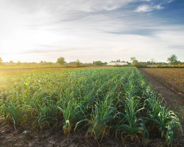 Leek Plantages Heldere Zonnige Dag Biologische Groenten Verbouwen Milieuvriendelijke Producten — Stockfoto