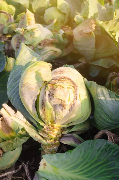 Schleimbakteriose Von Weißkohl Seuchengemüse Auf Dem Feld Besiegen Schlechte Ernte — Stockfoto