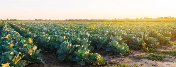 Kohlplantagen Sonnenuntergang Anbau Von Bio Gemüse Umweltfreundliche Produkte Landwirtschaft Und — Stockfoto