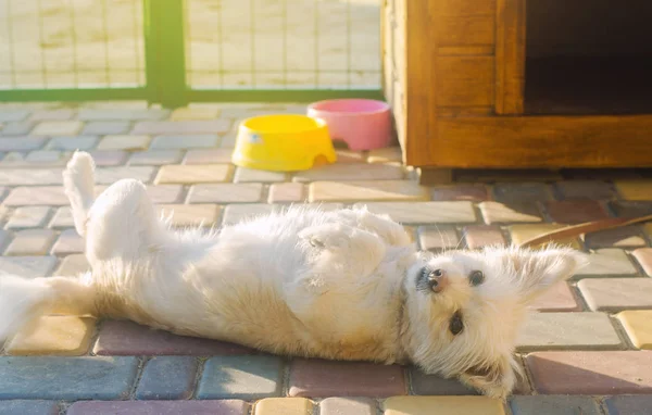 Beautiful White Pooch Dog Booth Sunny Day House Animal Selective — Stock Photo, Image