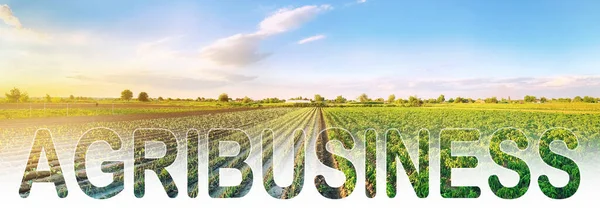 Wortinschrift Agribusiness Auf Einem Landwirtschaftlichen Plantagenfeld Ernte Und Viehzüchter Nahrungsmittelindustrie — Stockfoto
