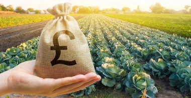 Farmer holding a money bag on the background of cabbage plantations. The development of agriculture industry. Agricultural startups. Lending and subsidizing farmers. Investment and profit. Countryside clipart