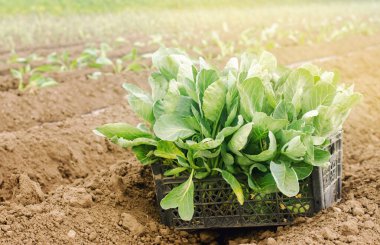 Tarlada taze lahana fidanlarıyla dolu bir kutu. Çevre dostu ürünler. Organik sebze yetiştiriyor. Tarım ürünleri. Ukrayna, Kherson bölgesi. Tarım ve tarım arazisi. Çiftlik. Seçici odak