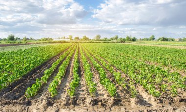 Güneşli bir günde çiftlikte sıralanmış taze biber. Organik sebze yetiştiriyor. Çevre dostu ürünler. Tarım ve tarım. Çiftlik ekimi. Ukrayna, Kherson bölgesi. Seçici odak