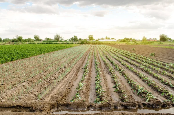 Plantación Repollo Joven Una Granja Día Soleado Cultivar Verduras Ecológicas — Foto de Stock