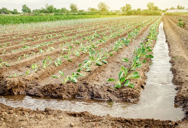 Piantare Piantine Cavolo Nel Campo Innaffiamento Naturale Irrigazione Coltivare Verdure — Foto Stock