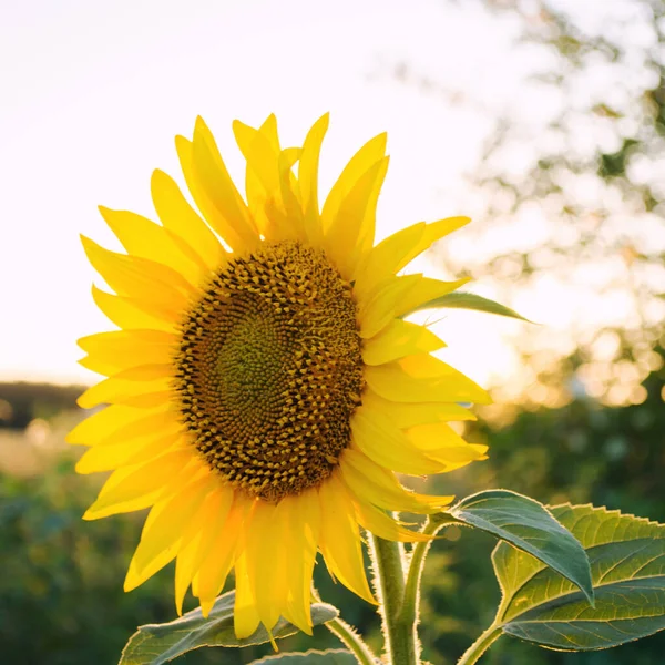 Schöne Junge Sonnenblume Die Bei Sonnenuntergang Auf Einem Feld Wächst — Stockfoto