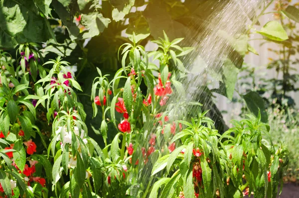 散水ホースと噴霧器を備えた庭師は 夏の晴れた日に庭の花に水をやります 灌漑植物のための散水ホース 園芸と花の世話 選択的焦点 — ストック写真