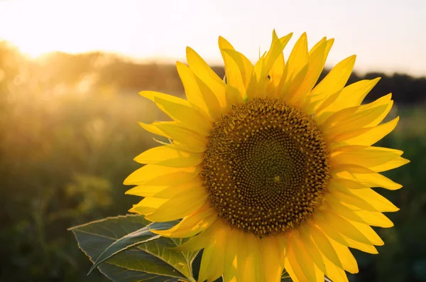 Schöne Junge Sonnenblumen Wachsen Auf Einem Feld Bei Sonnenuntergang Landwirtschaft — Stockfoto