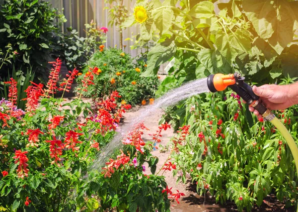 Seorang Tukang Kebun Dengan Selang Air Dan Penyemprot Air Bunga — Stok Foto
