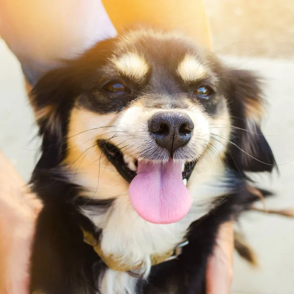 Happy Free Time Beloved Dog Guy Playing Pet Garden Park — Stock Photo, Image