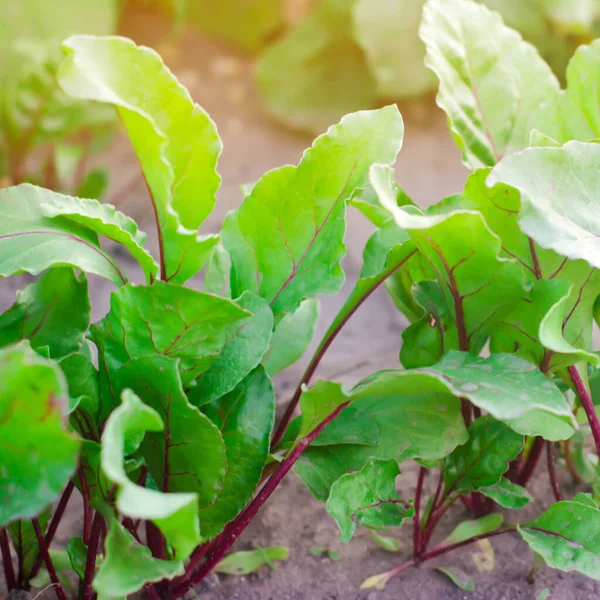 Beterraba Fresca Que Cresce Jardim Folhas Verdes Vegetais Úteis Vitaminas — Fotografia de Stock