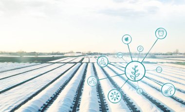 Çiftçilik tarlaları iplikçiklerle kaplı. Daha erken hasat için tarım sektöründeki koşulları ve süreçleri yönetme kavramı. Teknoloji ve dijitalleştirme. İklim değişikliğiyle yüzleşmek