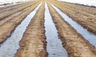 Genç bir çocuğun sıra sıra sulaması havuç filizini filizlendirir. Tohum ektikten sonra yoğun sulama. Tarım sektörü, tarım arazisi. Yeni tarım mevsimi. Toprağı nemlendirir ve büyümeyi teşvik eder.