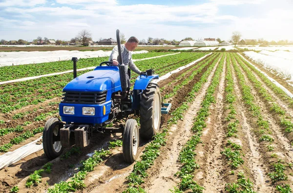 Travail Sol Des Agriculteurs Cultive Une Plantation Jeunes Pommes Terre — Photo