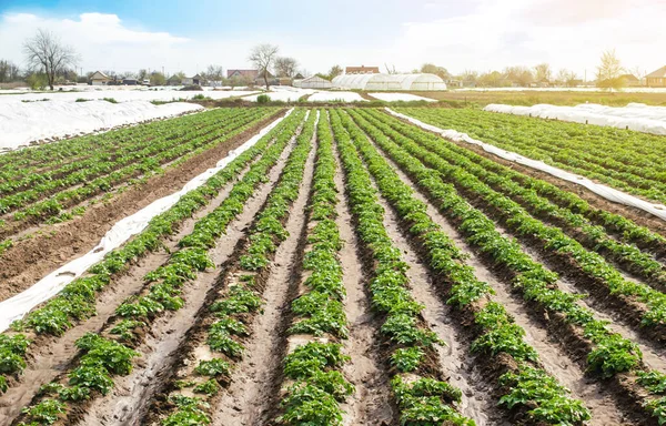 Paisaje Del Campo Plantación Arbustos Jóvenes Papa Después Del Riego — Foto de Stock