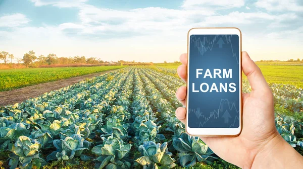 Farmer holds a phone with Farm loans on background of a cabbage plantation. Subsidies financial support to farmers in crisis difficulties. Sowing campaign lending. Purchase of new equipment expansion.