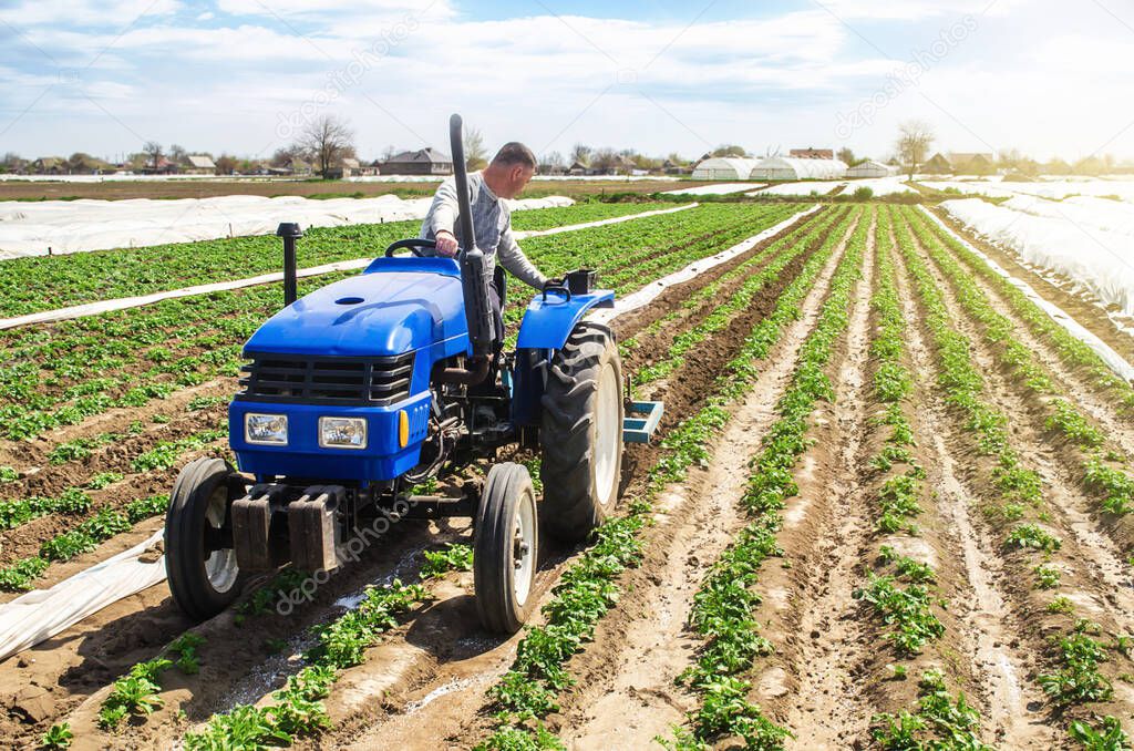 Farmer tillage cultivates a field plantation of young Riviera potatoes. Weed removal and improved air access to plant roots. Fertilizer with nitrate and plowing soil for further irrigation irrigation.