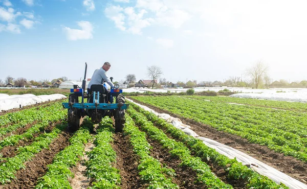 Agricultor Tractor Afloja Suelo Compactado Entre Hileras Arbustos Patata Mejorar — Foto de Stock