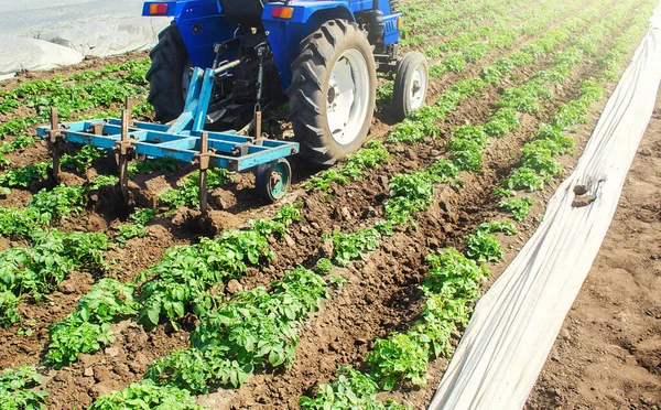 Farmer on a tractor loosens compacted soil between rows of potato bushes. Crop care. Farming agricultural industry. Improving quality of ground to allow water and nitrogen air to pass through to roots