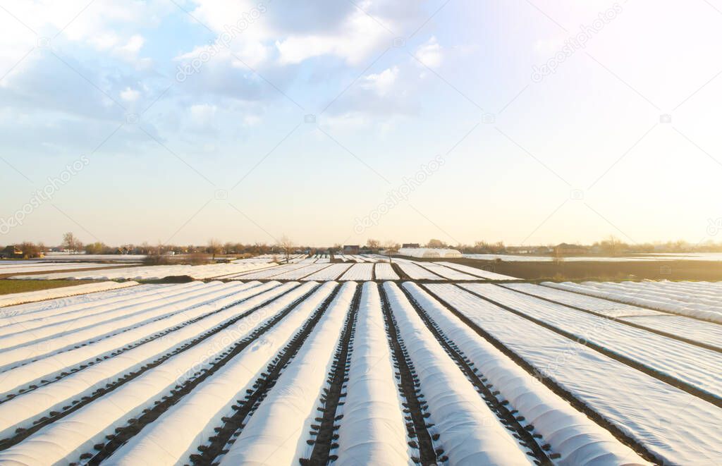 Agricultural fields covered with a protective coating against bad cold weather. Spunbond agrofibre. Using new methods technologies of growing and caring for crop. Early sowing campaign. Greenhouse