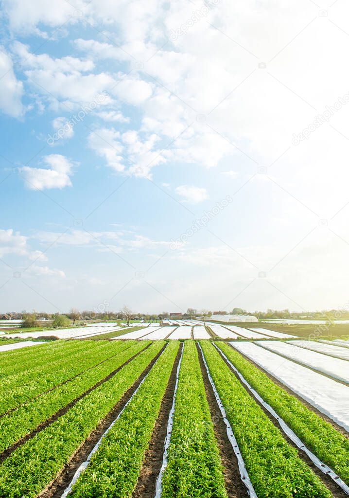 Green farm potato fields on an sunny morning day. Agricultural industry growing potatoes vegetables. Agroindustry and agribusiness. Organic farming products in Europe. Beautiful countryside landscape