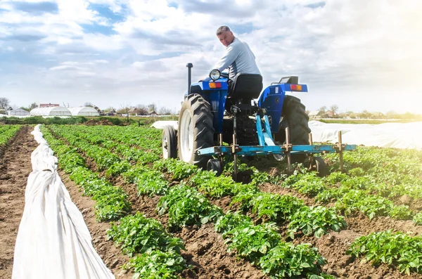 Travail Sol Des Agriculteurs Cultive Une Plantation Jeunes Pommes Terre — Photo