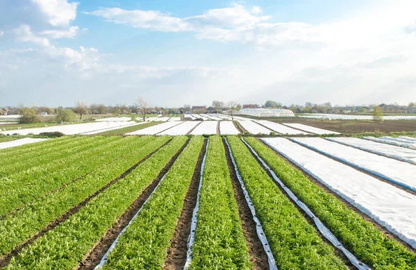 Filas Plantación Arbustos Patata Después Eliminación Agrofibras Agroindustria Agroindustria Cuidado — Foto de Stock