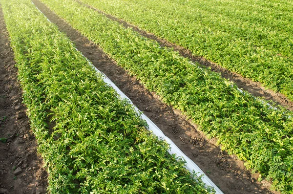 Довгі Ряди Плантації Картопляних Кущів Після Видалення Агроволокна Агроіндустрія Агробізнес — стокове фото