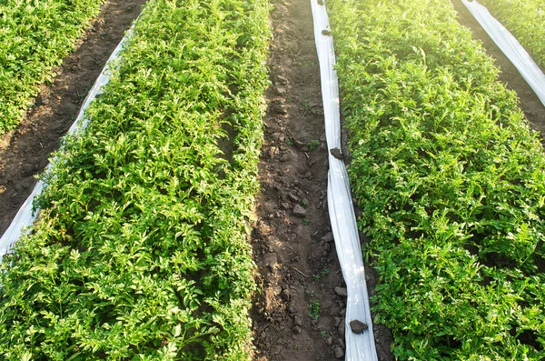Плантація Картопляних Кущів Прокату Білого Агроволокна Захисту Врожаю Від Поганої — стокове фото