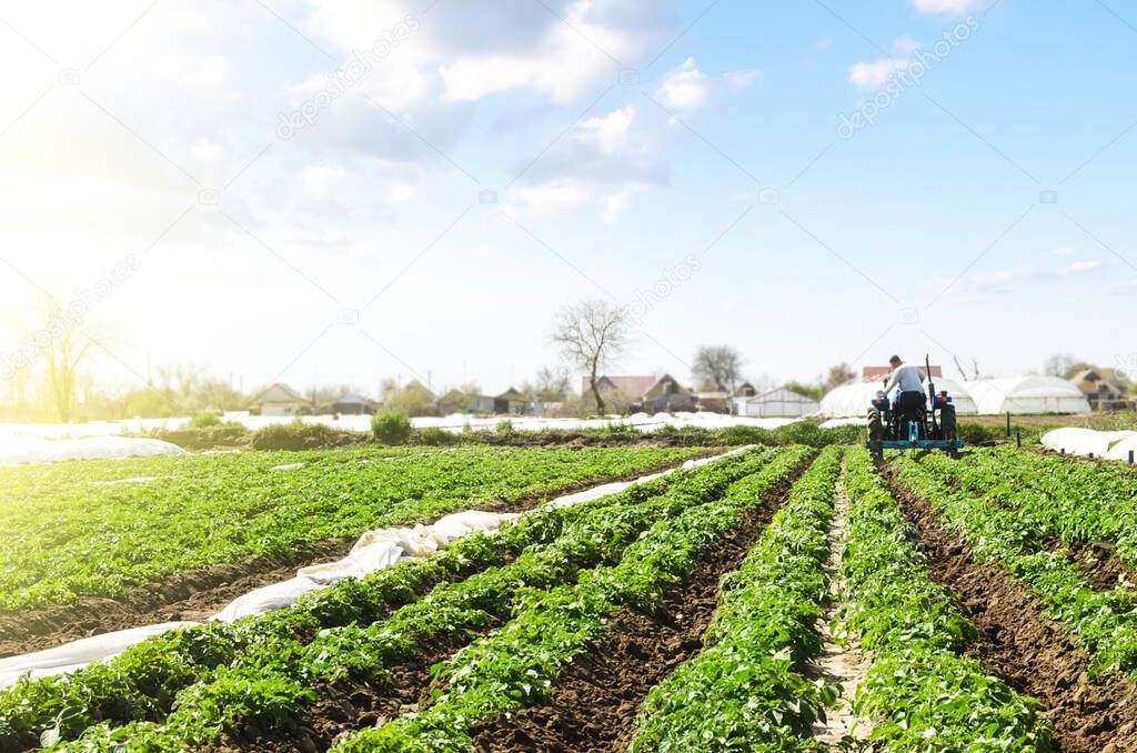 Farmer cultivates a field plantation of young Riviera potatoes. Weed removal and improved air access to plant roots. Fertilizer with nitrate and plowing soil for further irrigation irrigation.