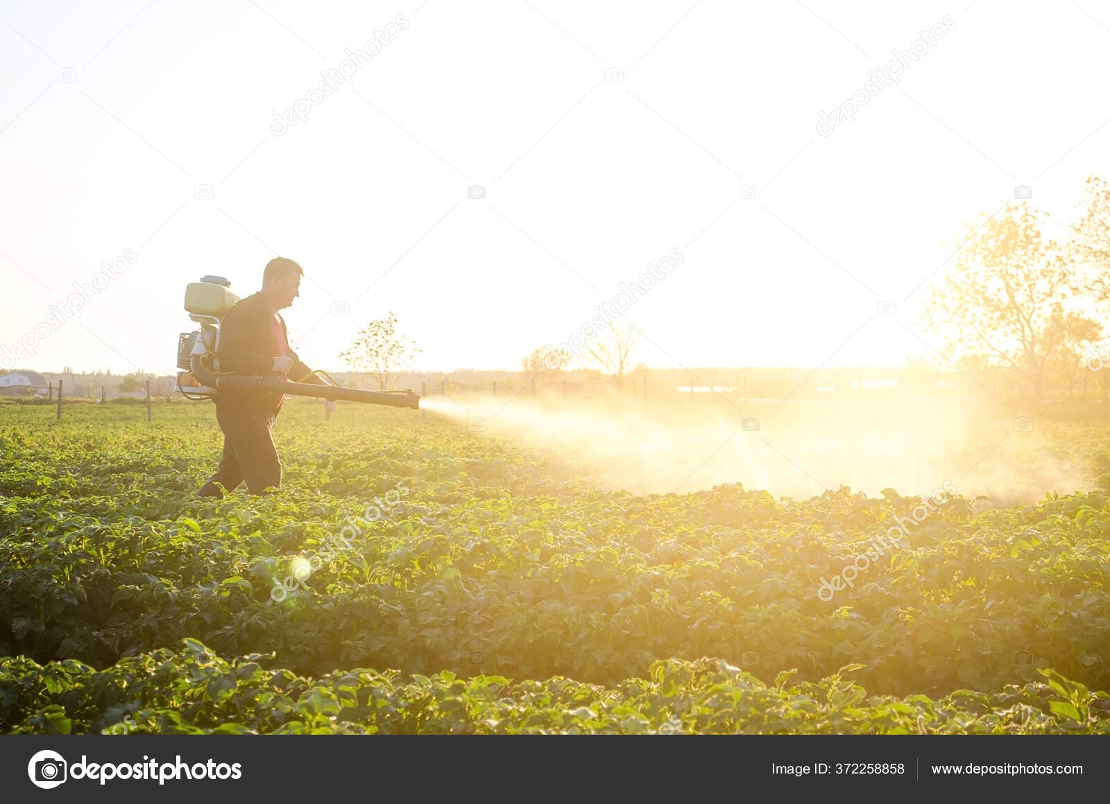 Farmer Sprays Solution Copper Sulfate Plants Potato Bushes Agriculture