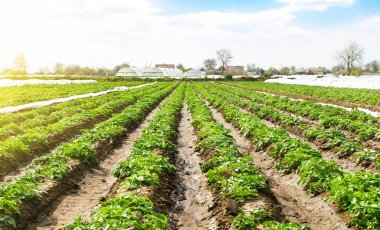 Çiftlik arazisinde pürüzsüz sıralanmış genç patates çalıları. Taze yeşil yeşiller. Organik sebzeler yetiştiriyorum. Bitkilerin yetiştirilmesi ve bakımı. Tarım sektöründe yatırımlar. Tarımda tarım fiberi kullanımı.