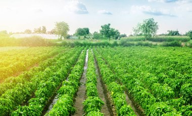 Yağmurdan sonra Paprika biber tarlası. Tarım, tarım. Tarım endüstrisinde sebze yetiştiriyor. Organik gıda ürünleri. Çiftlik arazisi. Taze yeşil yeşiller. Bitki büyümesi, tarım..
