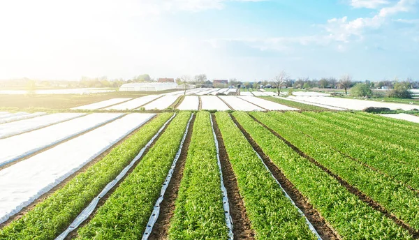 Reihenweise Pflanzung Von Kartoffelsträuchern Nach Der Entfernung Von Agrofasern Agroindustrie — Stockfoto